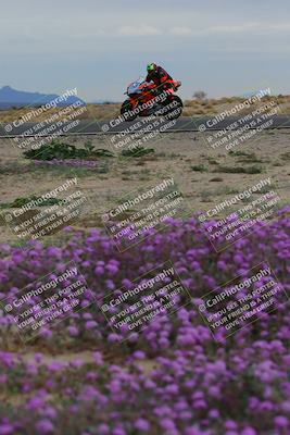 media/Jan-14-2023-SoCal Trackdays (Sat) [[497694156f]]/Turn 14 Exit Bloomig (145pm)/